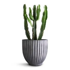 Euphorbia Triangularis -Outlet The Ever Sprout Store Euphorbia triangularis 14x40cm Lagos Plant Pot Anthracite 20x20cm