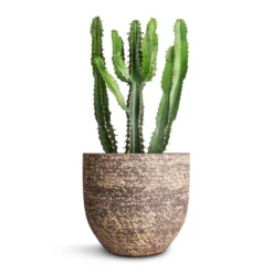 Euphorbia Triangularis -Outlet The Ever Sprout Store Euphorbia triangularis 17x40cm Cas Plant Pot Sahara 21x19cm