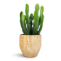 Euphorbia Triangularis -Outlet The Ever Sprout Store Euphorbia triangularis 17x45cm Emmy Plant Pot Camel 22x20cm