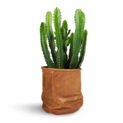Euphorbia Triangularis -Outlet The Ever Sprout Store Euphorbia triangularis 17x45cm Juna Plant Basket Cognac 19x19cm