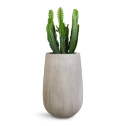 Patt High Plant Vase - Ridged Cement -Outlet The Ever Sprout Store Euphorbia triangularis 17x45cm Patt High Plant Vase Ridged Cement 29x43cm 1043ac87 2b0e 4dcf a4a6 115a3f55ef9f