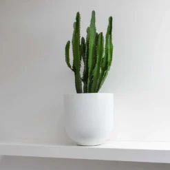 Euphorbia Triangularis -Outlet The Ever Sprout Store Euphorbia triangularis Tim Plant Pot