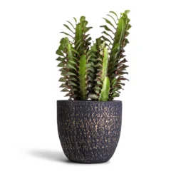 Euphorbia Trigona Rubra - African Milk Tree -Outlet The Ever Sprout Store Euphorbia trigon rubra Africa Milk Tree 12x25cm Rinca Plant Pot Shiny Black 17x15cm