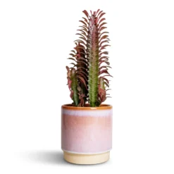 Euphorbia Trigona Rubra - African Milk Tree -Outlet The Ever Sprout Store Euphorbia trigona rubra African Milk Tree 12x30cm Copenhagen Plant Pot Pink 135x14cm 00d9f1aa ed23 4d5a 9f85 74f673de31a7