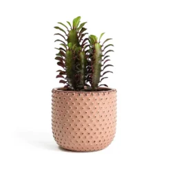 Euphorbia Trigona Rubra - African Milk Tree -Outlet The Ever Sprout Store Euphorbia trigona rubra African Milk Tree Bolino Plant Pot Pale Rose aa52eb29 644e 4165 99d7 cc4e51341270