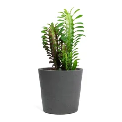 Euphorbia Trigona Rubra - African Milk Tree -Outlet The Ever Sprout Store Euphorbia trigona rubra African Milk Tree Mini Bucket Plant Pot Black Washed 3b9ecc55 6a18 48f4 9b7f e55bedab77da