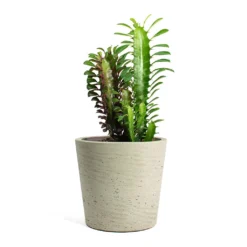 Euphorbia Trigona Rubra - African Milk Tree -Outlet The Ever Sprout Store Euphorbia trigona rubra African Milk Tree Mini Bucket Plant Pot Grey Washed ea99d9ad a3b9 40b4 8812 c5f0797bb8d6