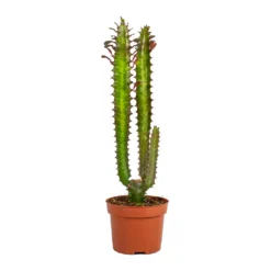 Euphorbia Trigona Rubra - African Milk Tree -Outlet The Ever Sprout Store Euphorbia trigona rubra African Milk Tree No Leaves