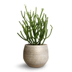 Euphorbia Tirucalli - Pencil Cactus -Outlet The Ever Sprout Store Euphorbie tirucalli Pencil Cactus 15x35cm Noor Plant Pot Metallic Grey 19x16cm ef5f0d48 74e3 4386 9dfc d2310cbc8dee