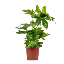Fatsia Japonica - Japanese Aralia -Outlet The Ever Sprout Store Fatsia japonica Japanese Aralia 17x60cm 2