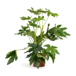 Fatsia Japonica - Japanese Aralia -Outlet The Ever Sprout Store Fatsia japonica Japanese Aralia 17x60cm