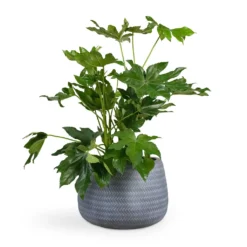 Fatsia Japonica - Japanese Aralia -Outlet The Ever Sprout Store Fatsia japonica Japanese Aralia 17x60cm Angle Darcy Plant Pot Grey 34.5x24cm