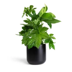 Fatsia Japonica - Japanese Aralia -Outlet The Ever Sprout Store Fatsia japonica Japanese Aralia 17x60cm Lisbon Plant Pot Anthracite 19x19cm 0b73335c f262 4124 af64 b2f684ec7813