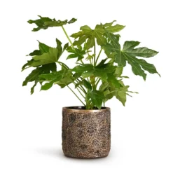 Fatsia Japonica - Japanese Aralia