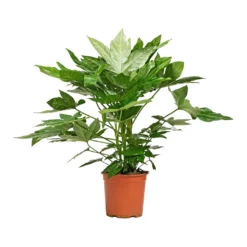 Fatsia Japonica - Japanese Aralia -Outlet The Ever Sprout Store Fatsia japonica Japanese Aralia 19x70cm