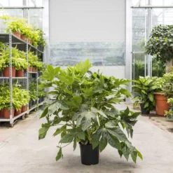 Fatsia Japonica - Japanese Aralia -Outlet The Ever Sprout Store Fatsia japonica Japanese Aralia 24cm Warehouse