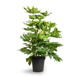 Fatsia Japonica - Japanese Aralia -Outlet The Ever Sprout Store Fatsia japonica Japanese Aralia 24x80cm