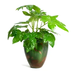 Fatsia Japonica - Japanese Aralia -Outlet The Ever Sprout Store Fatsia japonica Japanese Aralia Livin Beauty Flowerpot Copper Green Matt Smooth