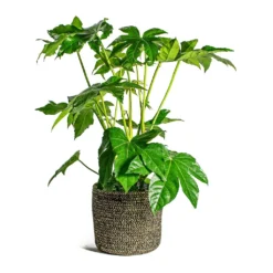 Fatsia Japonica - Japanese Aralia -Outlet The Ever Sprout Store Fatsia japonica Japanese Aralia Maartje Plant Baskets Set of 5 black