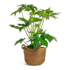 Fatsia Japonica - Japanese Aralia -Outlet The Ever Sprout Store Fatsia japonica Japanese Aralia Nelis camel basket Plant Pot
