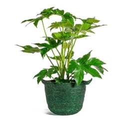 Fatsia Japonica - Japanese Aralia -Outlet The Ever Sprout Store Fatsia japonica Japanese Aralia nelis green basket plant pot