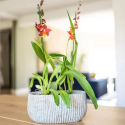 Feico Oval Plant Bowl - Mint Grey 8 Feico Oval Plant Bowl - Mint Grey -Outlet The Ever Sprout Store Feico Oval Plant Bowl Shiny Mint Lifestyle 01