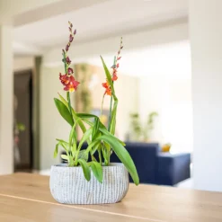 Feico Oval Plant Bowl - Mint Grey 10 Feico Oval Plant Bowl - Mint Grey -Outlet The Ever Sprout Store Feico Oval Plant Bowl Shiny Mint Lifestyle 02