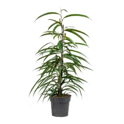 Ficus Alii - Long Leafed Fig -Outlet The Ever Sprout Store Ficus Alii Long Leafed Fig 17x70cm