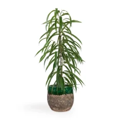 Ficus Alii - Long Leafed Fig -Outlet The Ever Sprout Store Ficus Alii Long Leafed Fig 17x70cm Lindy Plant Pot Black Green 23x20cm