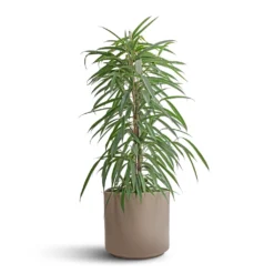 Ficus Alii - Long Leafed Fig -Outlet The Ever Sprout Store Ficus Alii Long Leafed Fig 21x100cm Prague Plant Pot Taupe 28x24cm 15c7b3bf df09 4c32 bc07 6d48c4393dc6