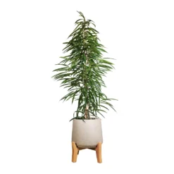 Ficus Alii - Long Leafed Fig -Outlet The Ever Sprout Store Ficus Alii Long Leafed Fig 27x125cm Patt Plant Pot Low Stand Grey Washed 39x43cm