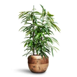 Ficus Amstel King - HydroCare -Outlet The Ever Sprout Store Ficus Amstel King HydroCare Opus Raw Couple Planter Gold 9c26bb44 ada9 4cb2 b8bc 7e499b2793c2