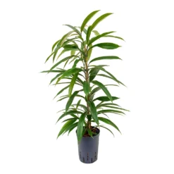 Ficus Amstel King - HydroCare -Outlet The Ever Sprout Store Ficus Amstel King Hydroculture 15 19x90cm