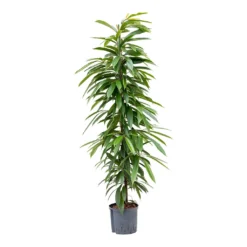 Ficus Amstel King - HydroCare -Outlet The Ever Sprout Store Ficus Amstel King Hydroculture 22 19x125cm