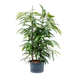 Ficus Amstel King - HydroCare -Outlet The Ever Sprout Store Ficus Amstel King Hydroculture 28 19x125cm