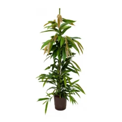 Ficus Amstel King - HydroCare