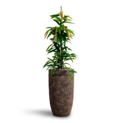 Luxe Lite Layer Partner Planter - Bronze 20 Luxe Lite Layer Partner Planter - Bronze -Outlet The Ever Sprout Store Ficus Amstel King HydrocultureLuxe Lite Layer Partner Planter Bronze e1531c22 a242 4685 a5d0 374bfb296a3f
