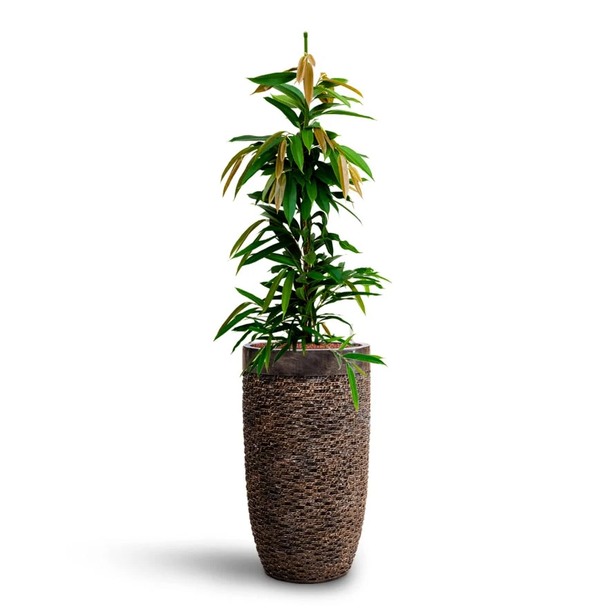 Luxe Lite Layer Partner Planter - Bronze 9 Luxe Lite Layer Partner Planter - Bronze - Image 9