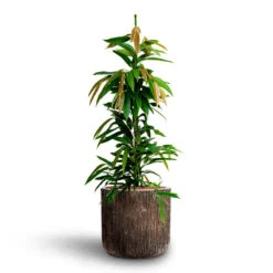 Ficus Amstel King - HydroCare -Outlet The Ever Sprout Store Ficus Amstel King HydrocultureLuxe Lite Waterfall Cylinder Planter Bronze