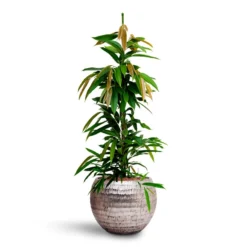 Ficus Amstel King - HydroCare -Outlet The Ever Sprout Store Ficus Amstel King HydrocultureOpus Hammered Globe Planter Silver