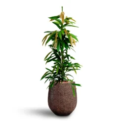 Ficus Amstel King - HydroCare -Outlet The Ever Sprout Store Ficus Amstel King HydrocultureOpus Hit Darcy Planter Gold