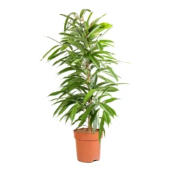 Ficus Amstel King - Narrow Leafed Fig -Outlet The Ever Sprout Store Ficus Amstel King Narrow Leafed Fig 21x90cm
