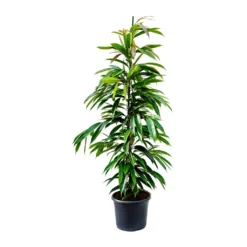 Ficus Amstel King - Narrow Leafed Fig -Outlet The Ever Sprout Store Ficus Amstel King Narrow Leafed Fig