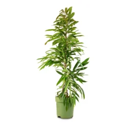 Ficus Amstel King - Narrow Leafed Fig -Outlet The Ever Sprout Store Ficus Amstel King Narrow Leafed Fig 27x125cm