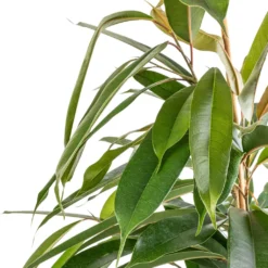 Ficus Amstel King - Narrow Leafed Fig -Outlet The Ever Sprout Store Ficus Amstel King Narrow Leafed Fig SWATCH