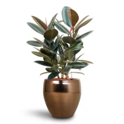 Ficus Elastica Abidjan - HydroCare -Outlet The Ever Sprout Store Ficus Elastica Abidjan Hydroculture Amora Couple Planter Gold
