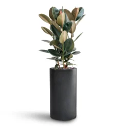 Ficus Elastica Abidjan - HydroCare -Outlet The Ever Sprout Store Ficus Elastica Abidjan Hydroculture Basic Cylinder Planter Dark Grey