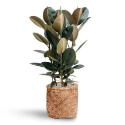 Ficus Elastica Abidjan - HydroCare -Outlet The Ever Sprout Store Ficus Elastica Abidjan Hydroculture Bohemian Zayn Bamboo Planter