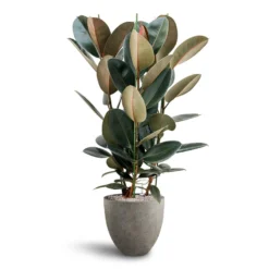 Ficus Elastica Abidjan - HydroCare -Outlet The Ever Sprout Store Ficus Elastica Abidjan Hydroculture Grigio Egg Pot Planter Natural Concrete