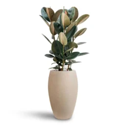 Raindrop Tall Balloon Planter - Stone -Outlet The Ever Sprout Store Ficus Elastica Abidjan Hydroculture Raindrop Emperor Planter Beige 0ba317e7 4945 48f8 9727 d36cb897e3d6